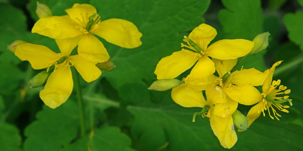 آشنایی با گیاه مامیران کبیر و خواص درمانی آن