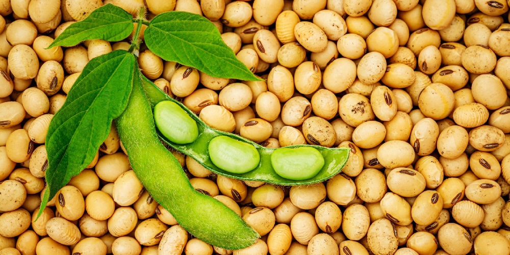 آیا سویا جانشین خوبی برای گوشت است ؟ - ایران فیتنس آیا سویا جانشین خوبی برای گوشت است ؟