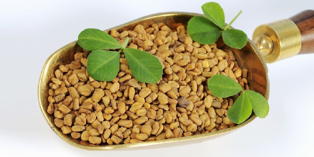 با خواص دارویی تخم شنبلیله آشنا شوید - ایران فیتنس با خواص دارویی تخم شنبلیله آشنا شوید