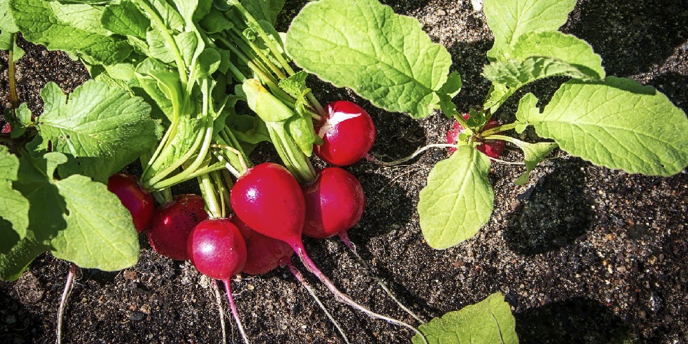 تربچه و برگ آن چه خواصی دارد ؟ - ایران فیتنس تربچه و برگ آن چه خواصی دارد ؟