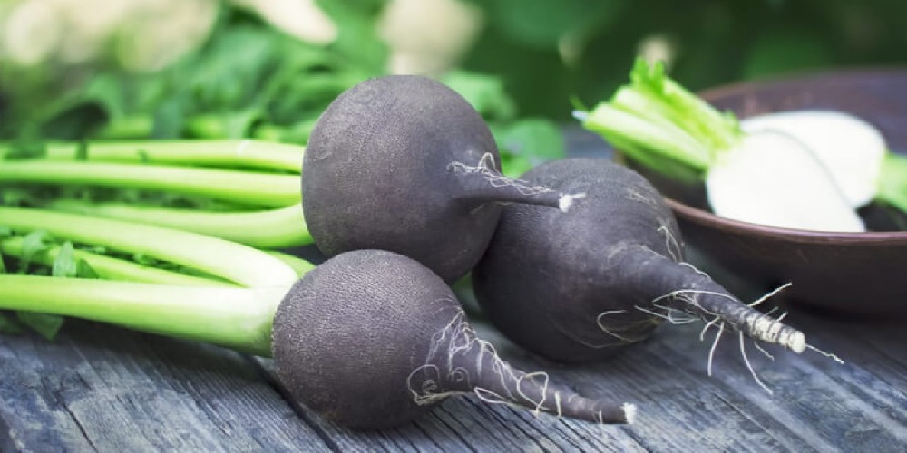 خواص دارویی ترب سیاه - ایران فیتنس خواص دارویی ترب سیاه