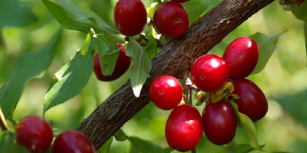 خواص و فواید دارویی زغال اخته - ایران فیتنس خواص و فواید دارویی زغال اخته