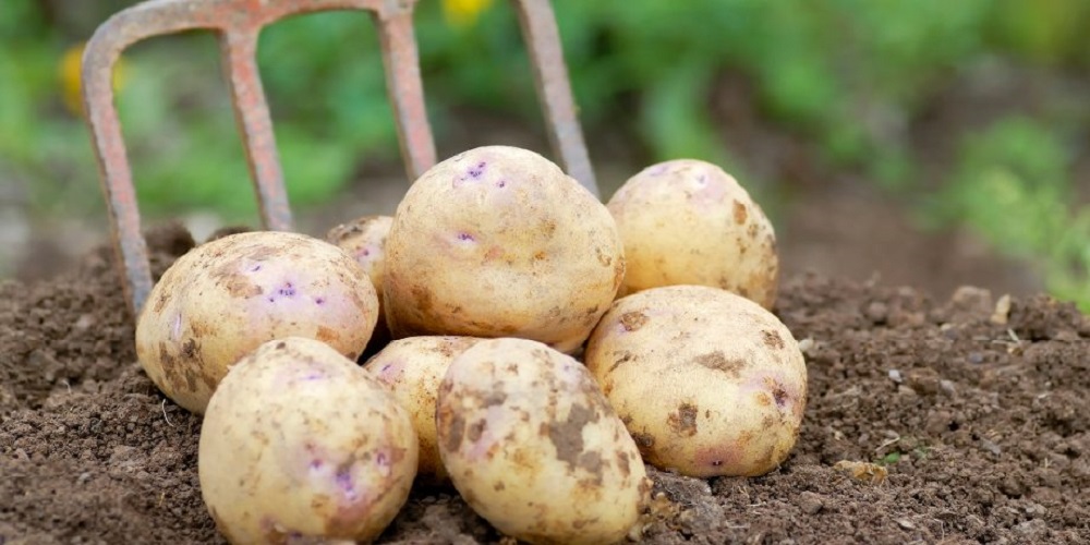 ساده و خوشمزه مثل سیب زمینی