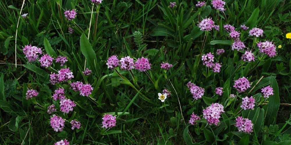 سنبل هندی چه گیاهی است و چه خواصی دارد ؟