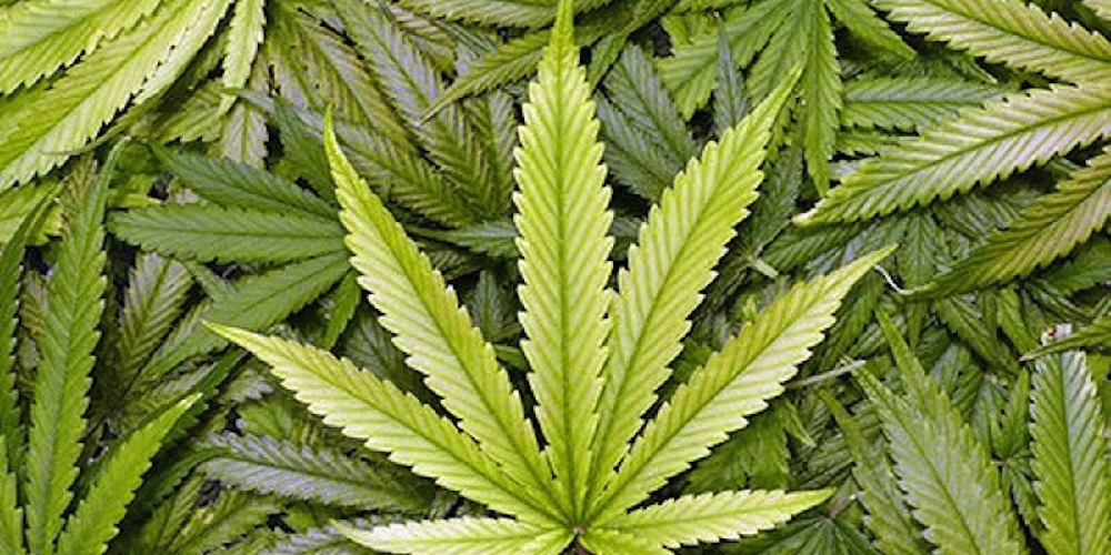 فواید گیاه ماریانا و موارد مصرف آن برای خانم ها - ایران فیتنس فواید گیاه ماریانا و موارد مصرف آن برای خانم ها