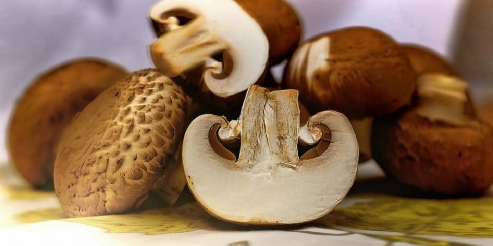 قارچ و فواید شگفت انگیز آن - ایران فیتنس قارچ و فواید شگفت انگیز آن