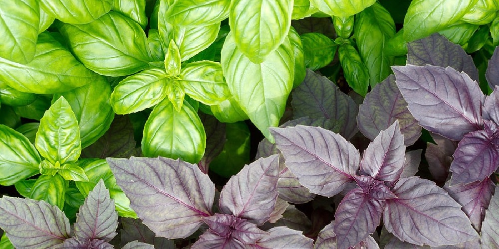 معطر و پرخاصیت مثل ریحان