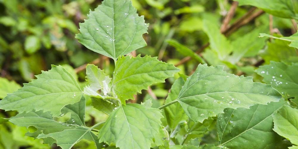 گیاه سلمک چیست و چه خواصی دارد ؟