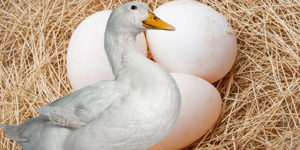 ارزش غذایی و خواص تخم اردک
