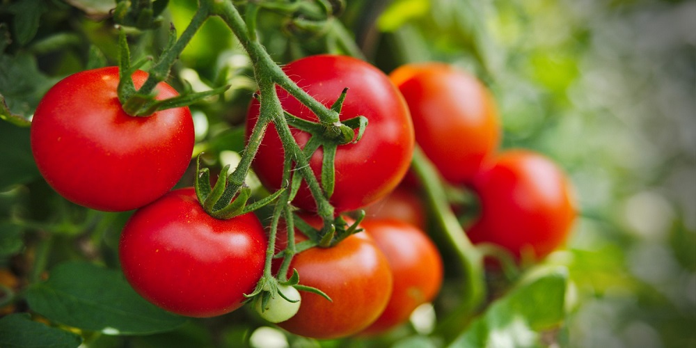 مهمترین فواید مصرف گوجه فرنگی که از آن بی خبر بودید