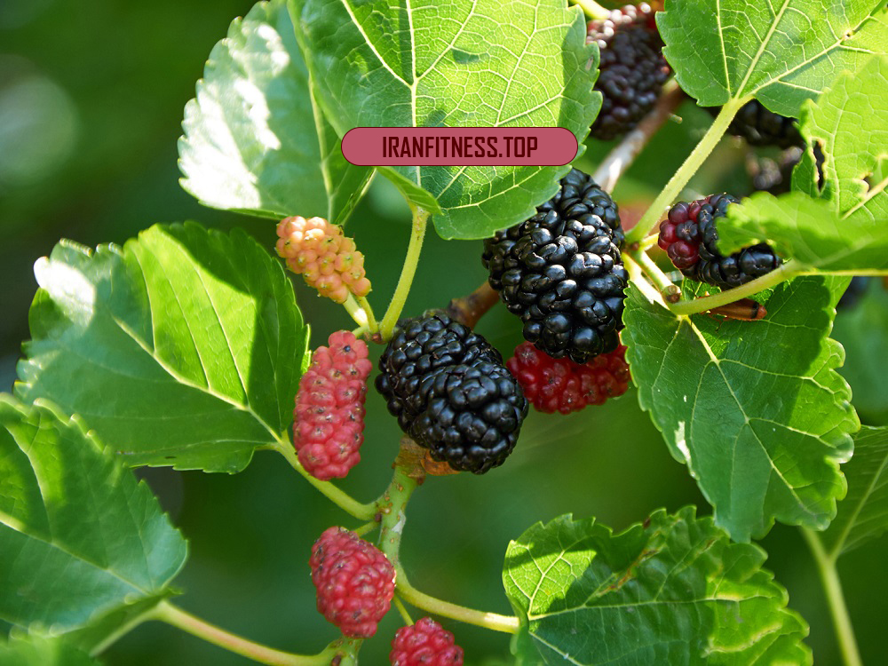 خواص برگ توت و تاثیر مصرف دمنوش آن بر سلامت بدن