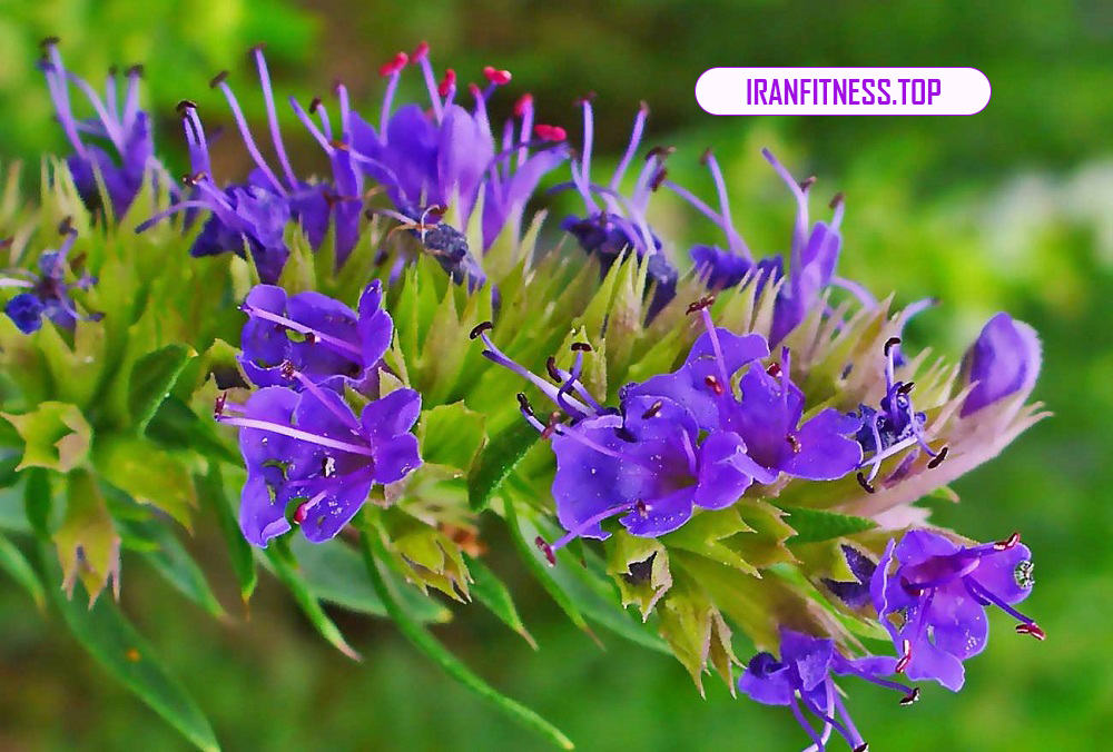 خواص عرق زنبق و تاثیرات دارویی آن