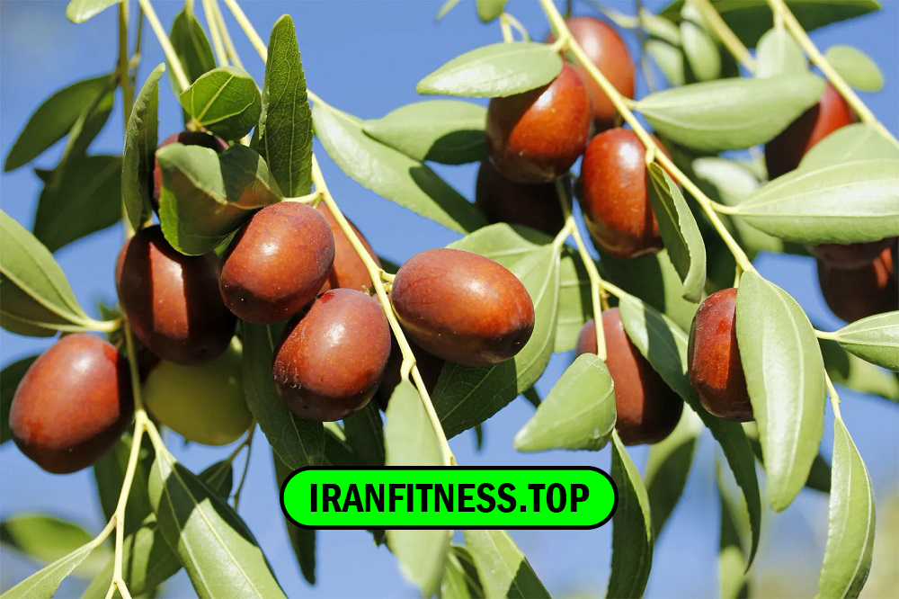 خواص هسته عناب و فایده های درمانی آن