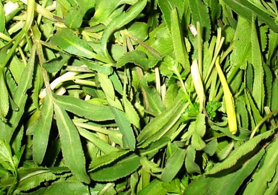 خواص غازیاغی گیاهی با طبع گرم و خشک