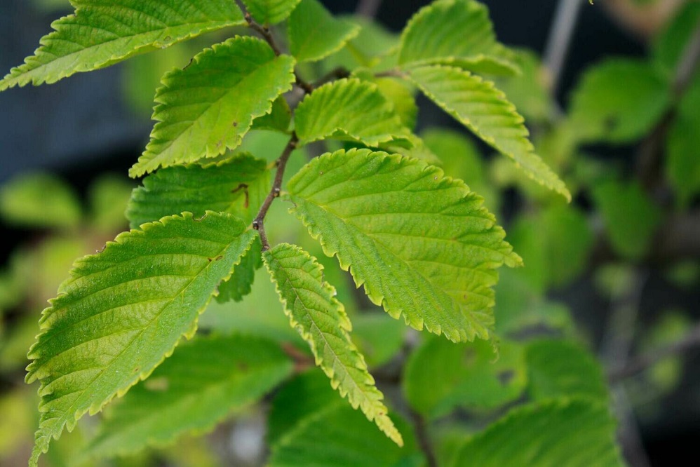 خواص نارون لغزنده و دستورالعمل مصرف آن در طب سنتی - ایران فیتنس خواص نارون لغزنده و دستورالعمل مصرف آن در طب سنتی