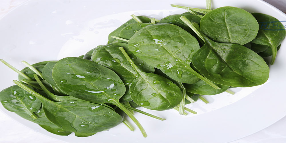 خواص اسفناج؛ این سبزی جادویی! - ایران فیتنس خواص اسفناج؛ این سبزی جادویی!