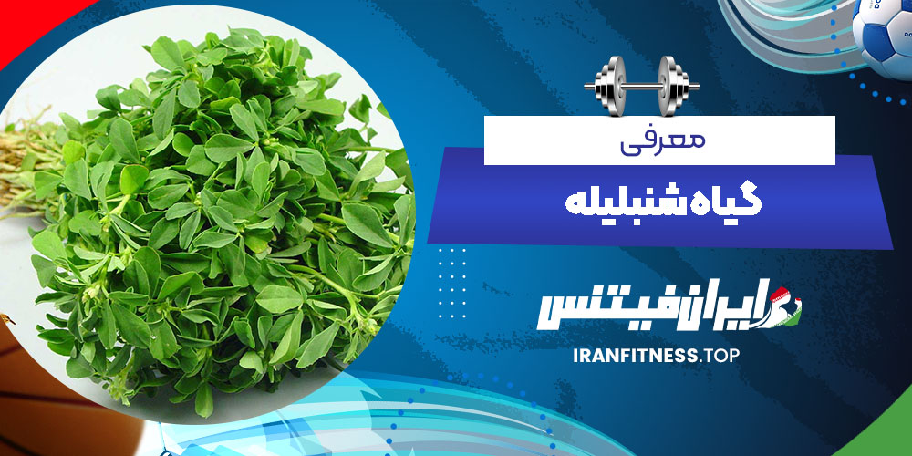 معرفی گیاه شنبلیله